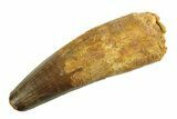 Real Fossil Spinosaurus Tooth - Huge Dinosaur Tooth #346753-1